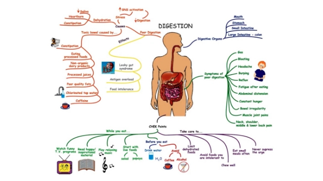 Gut health and whole-body wellbeing