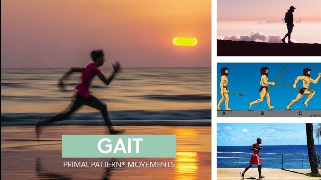The biomechanics of gait