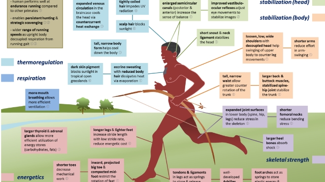 Evolutionary foundations of locomotion